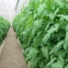 Produccion de tomates en invernaderos